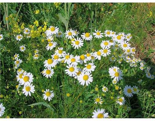 645 PRIMA VISTA, Port Saint Lucie, FL 34983