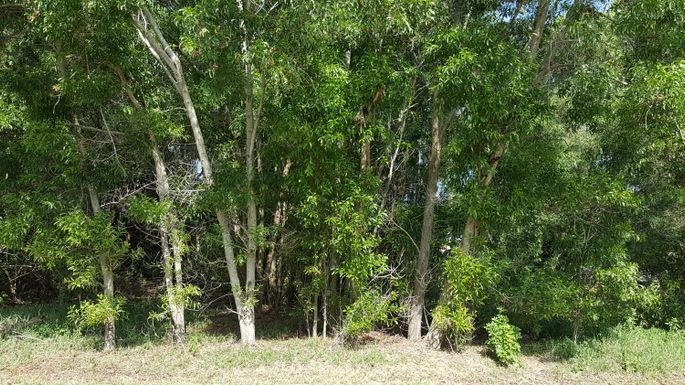 3026 Ann Arbor, Port Saint Lucie, FL 34953