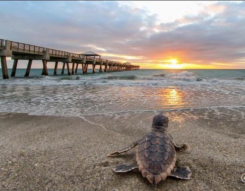 751 Ocean, Juno Beach, FL 33408