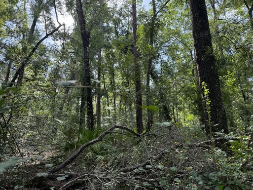 Tbd Running Springs, Live Oak, FL 32060