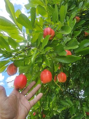 0 E 52, Hialeah FL 33013