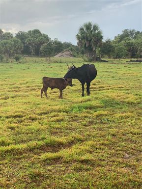 1425 SW Cabbage Ln, Other City - In The State Of Florida FL 34974