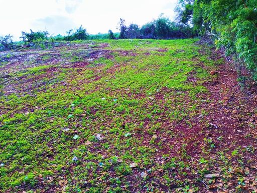 PR-466 W GUERRERO AGUADILLA, 00603